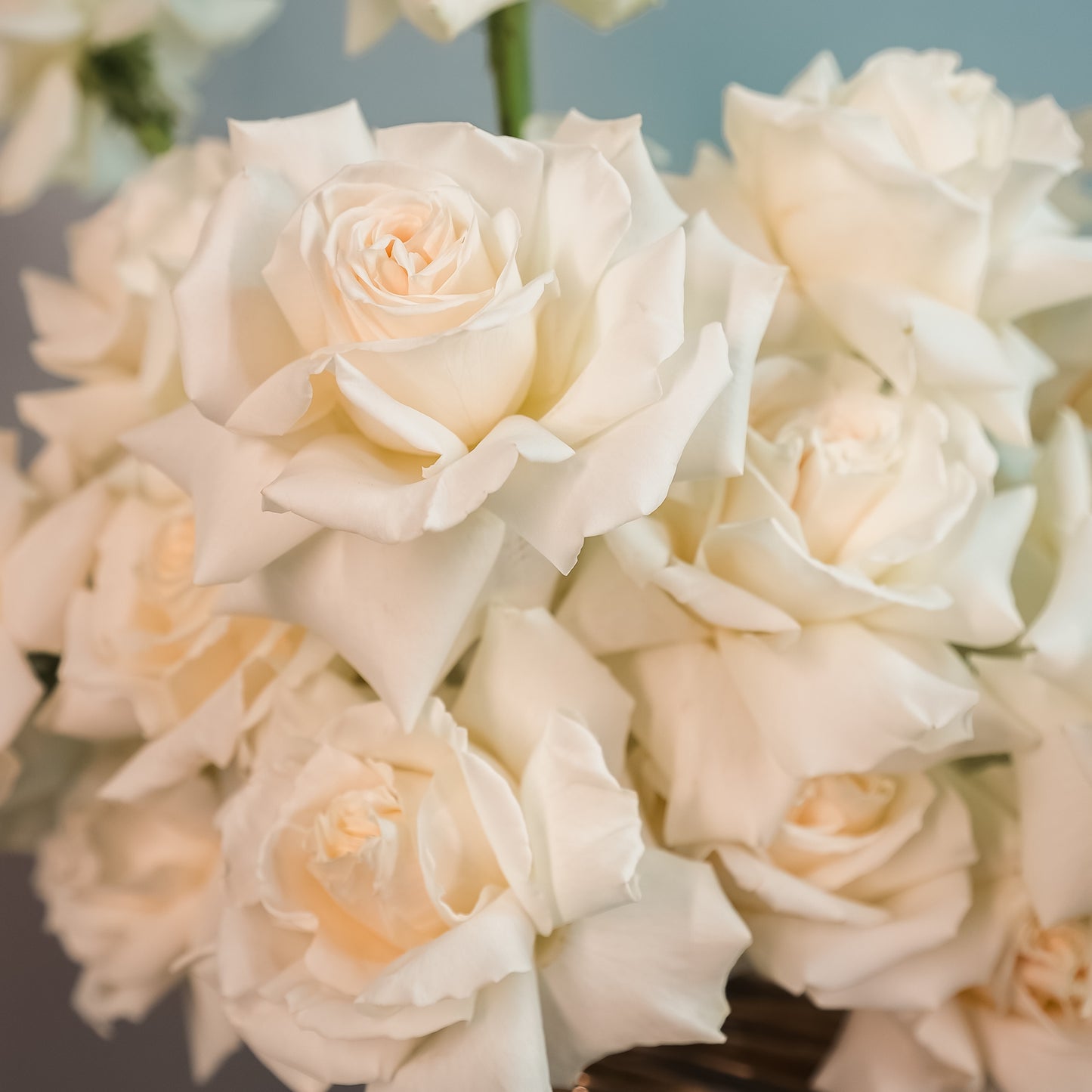 Lux Collection - White Stunner