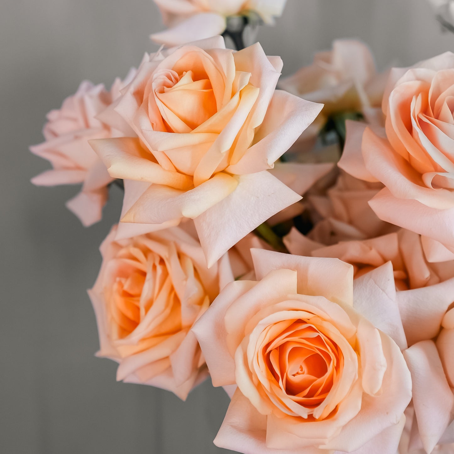 Lux Collection - Peach Roses